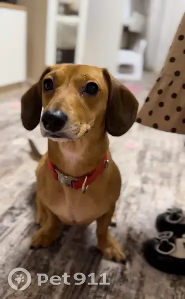 Пропала собака, Октябрьская ул. 7, Холм - photo