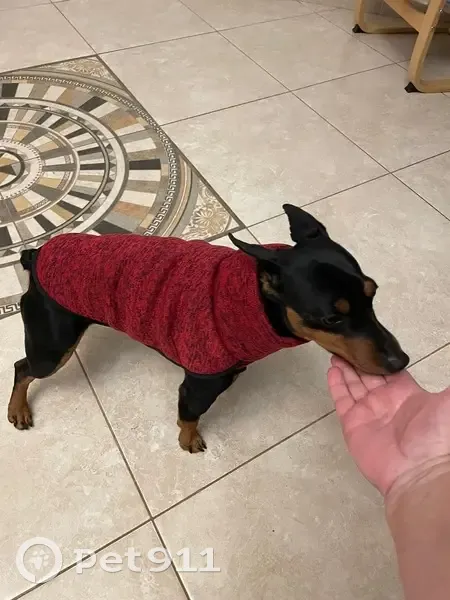 Пропала собака в Коприно, Ярославская обл. - photo