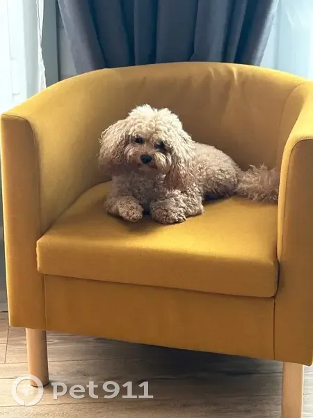 Пропала мальтипу, Луговая ул., Фрязино - photo