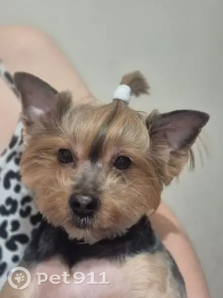 Пропала собака, Орбели 18, СПб - photo