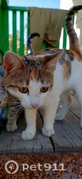 Пропала кошка, ул. Панфилова 5, Петровск - photo