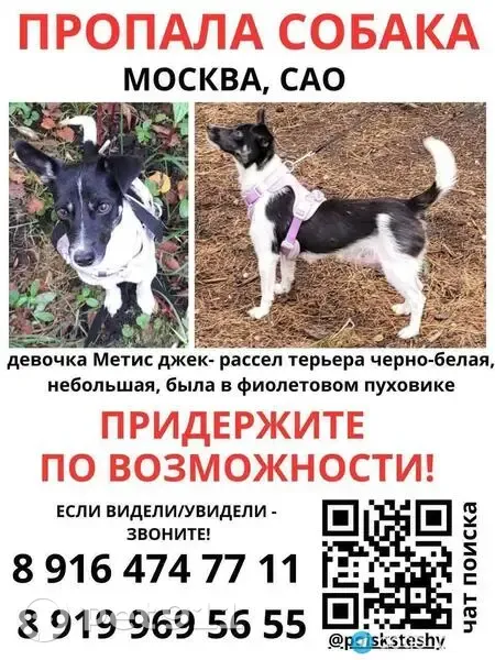 Пропала собака, Михалковская ул, 2 с2 - photo