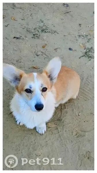 Пропала собака Корги, ул. Дружбы, 38 - photo