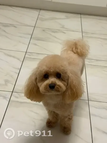 Пропала собака, Луговая ул., Фрязино - photo