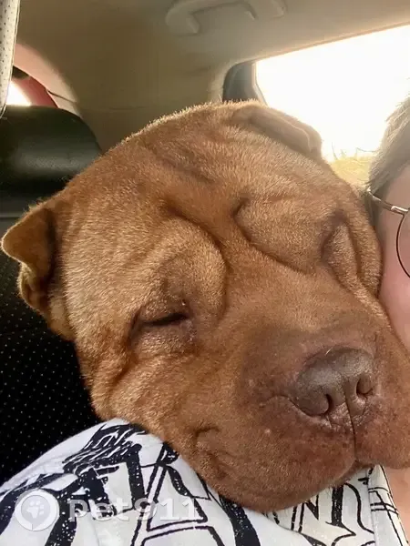 Пропала собака, Коллективная 97, Апшеронск - photo