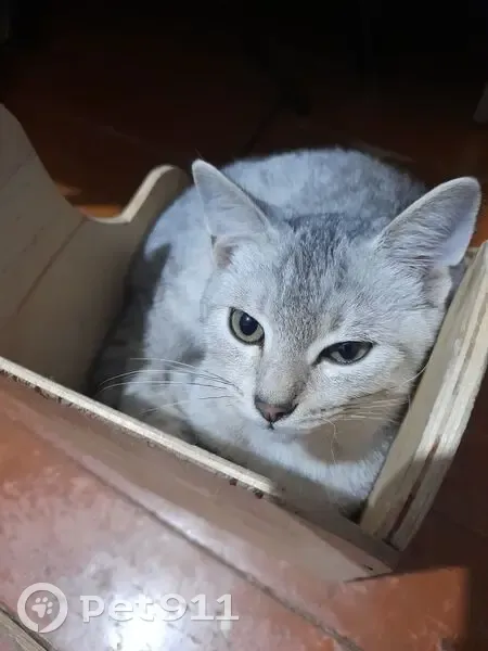 Пропала кошка, Южная ул. 2А, Туймазы - photo