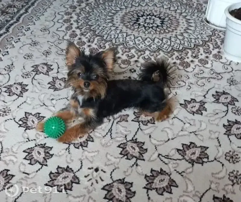 Пропала собака на 1-й Школьный проезд, 5 - photo