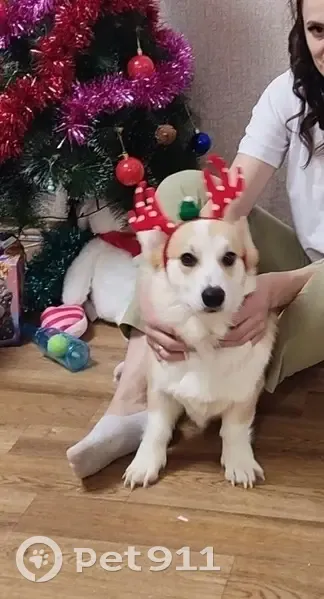 Пропала собака Корги, Смоленская обл. - photo