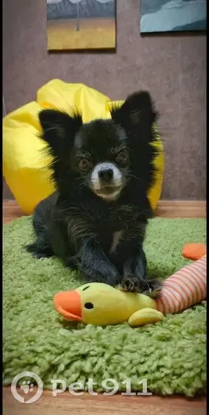 Пропала чихуахуа, Новый Бор, Тверская обл. - photo