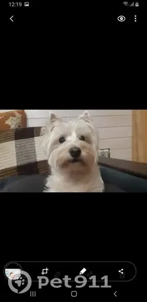 Пропала собака на ул. Матросова, Орехово-Зуево - photo