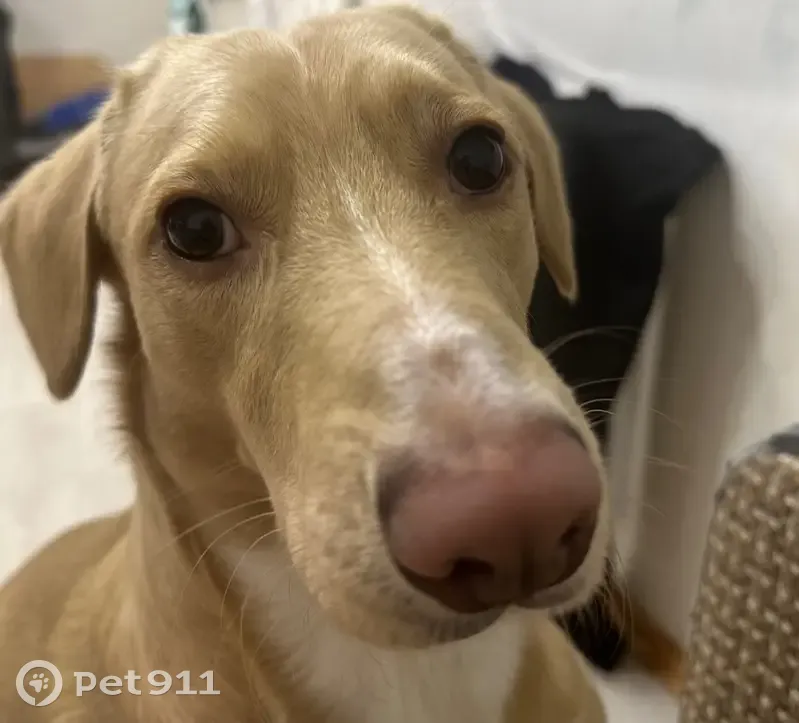 Пропала собака, Нефтеюганск, Югра - photo