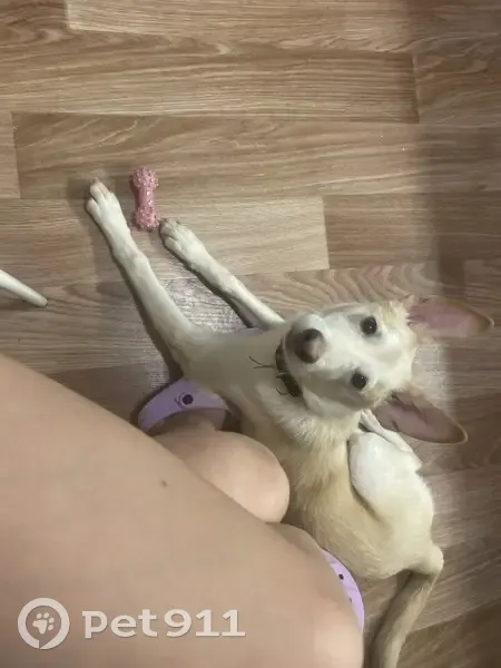 Пропала собака, Оленегорск - photo