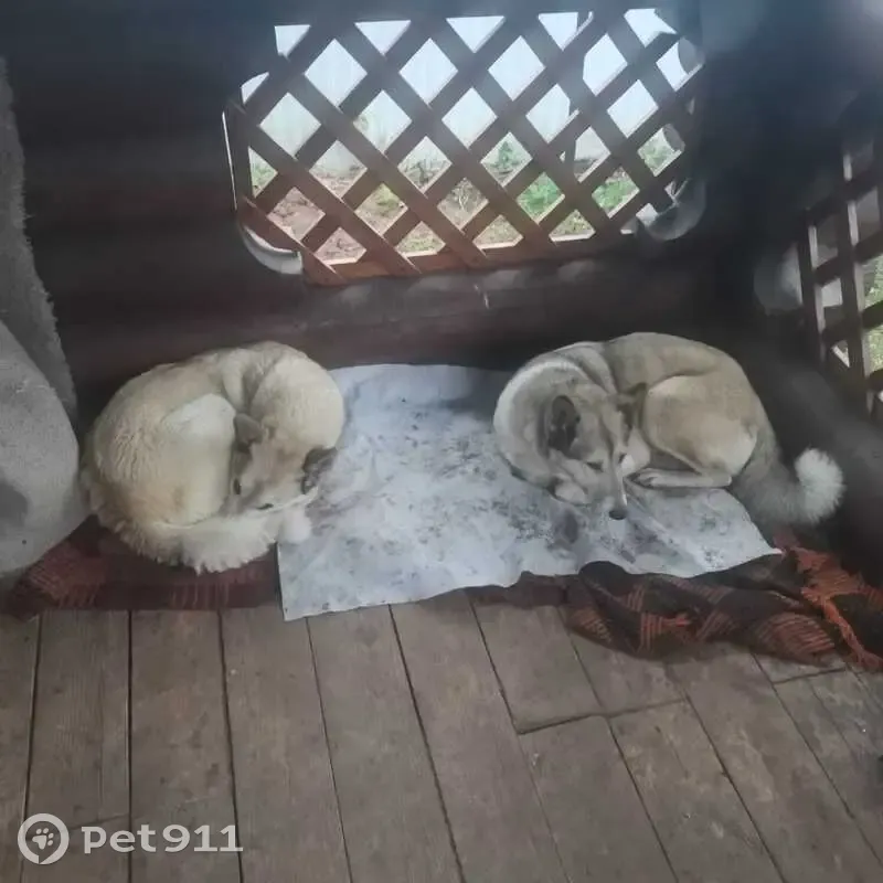 Пропала собака, Ижевск - photo