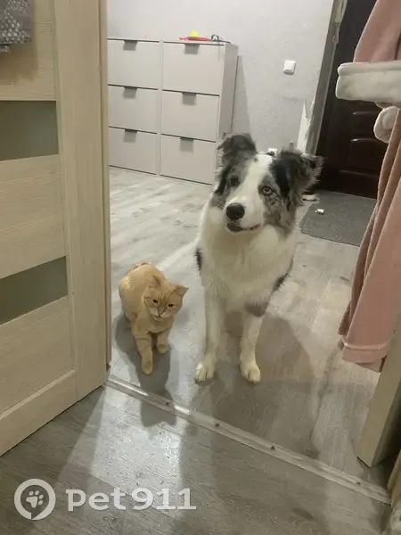 Пропала собака, Урай, ХМАО-Югра - photo