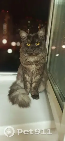 Пропала кошка, Киржач - photo