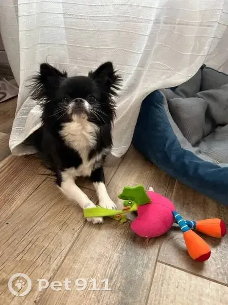 Пропала собака, Артём - photo