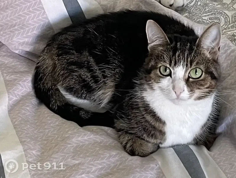 Пропала кошка, Владимир - photo