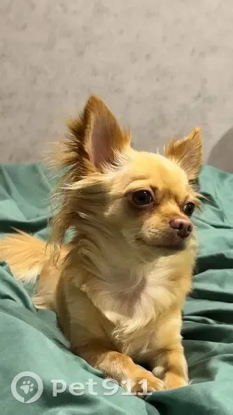 Пропала собака, Новосибирск - photo