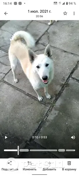 Пропала собака, Гончарная 10, Абакан - photo