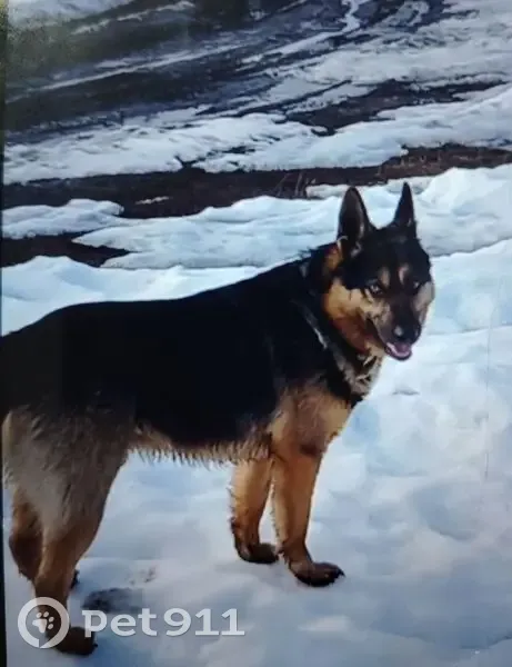 Пропала собака, Калининск - photo