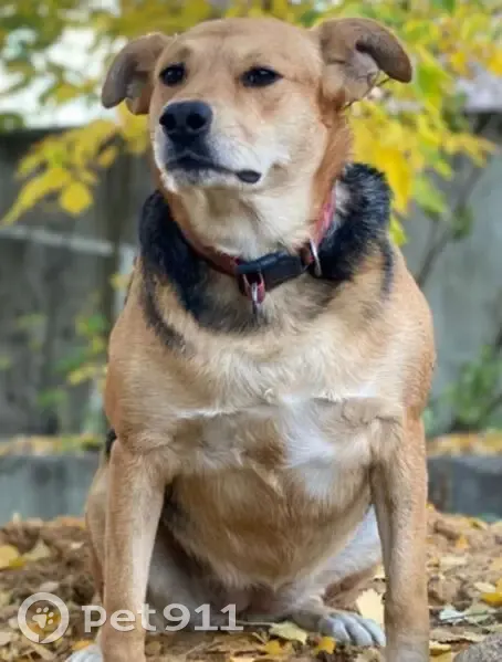 Пропала собака, Орёл - photo