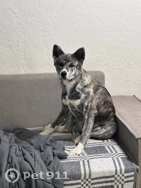 Пропала собака, Гвардейская 39, Н. Тагил - photo