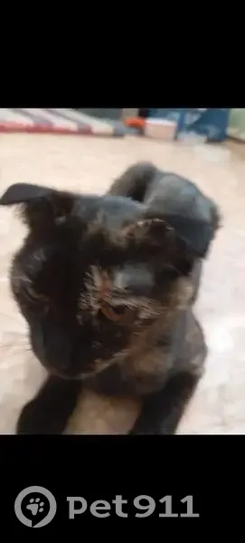 Пропала кошка, Мегион - photo