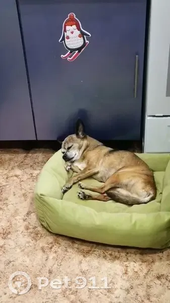 Пропала собака, Шахты - photo