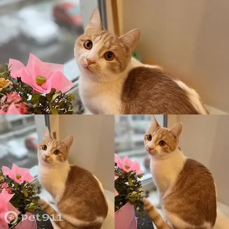 Пропала кошка, Шатура - photo