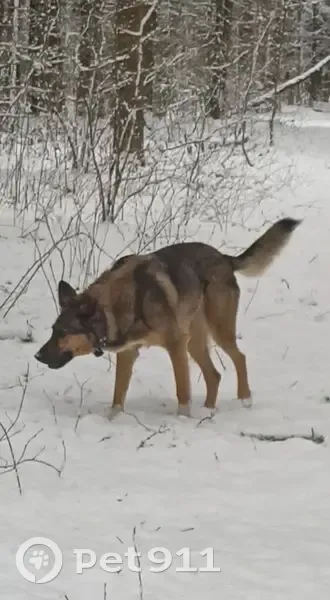Пропала собака, Ильинское - photo