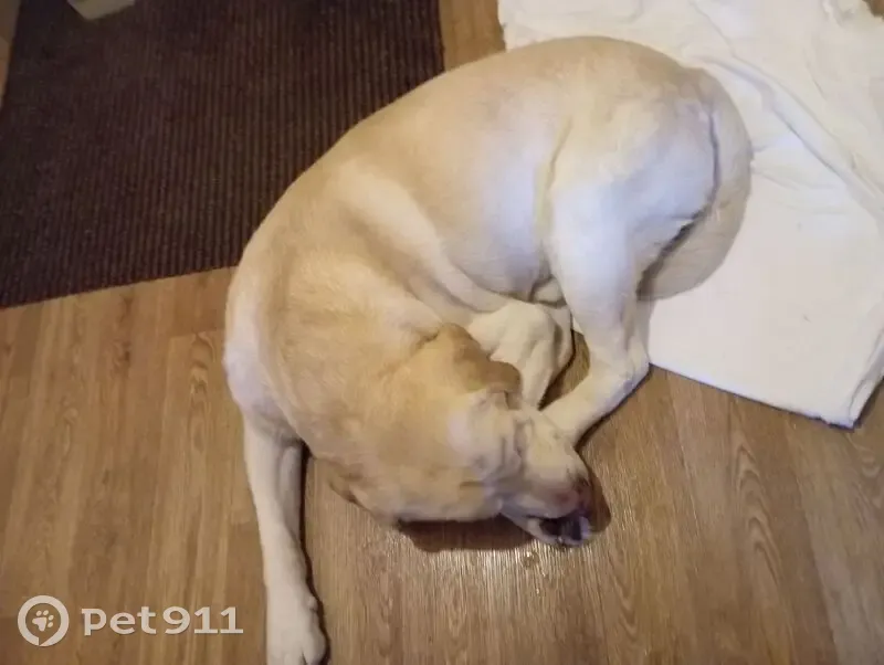 Лабрадор найден, ул. Чкалова 23, Ярославль - photo