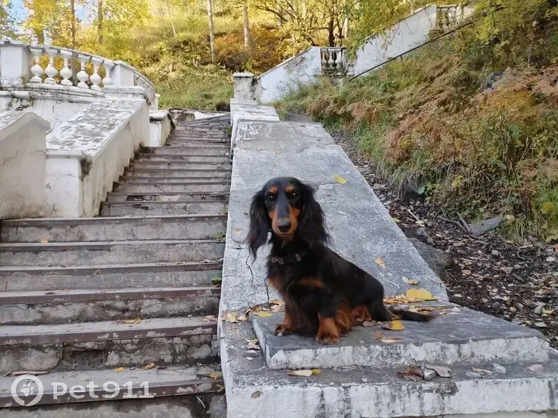 Пропала такса в Максимовщине, Иркутск - photo