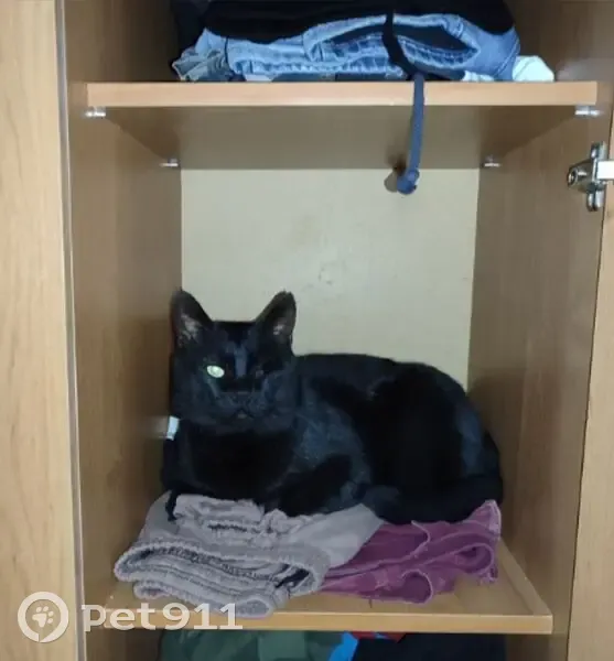 Пропала кошка, Невинномысск - photo