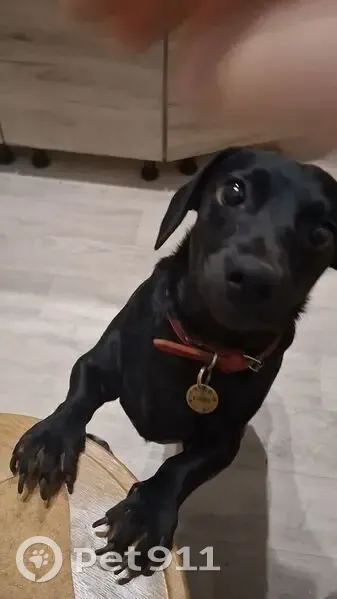 Пропала собака, Кимовск - photo