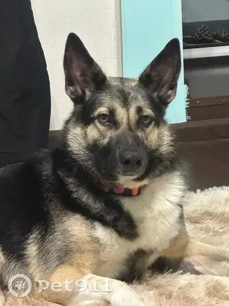 Пропала собака, Кострома - photo