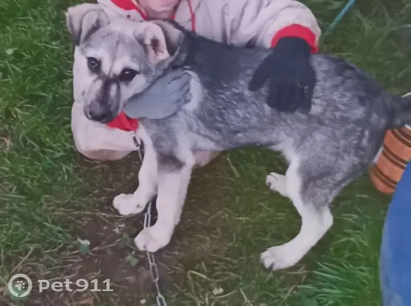 Пропала собака, Нижний Новгород - photo