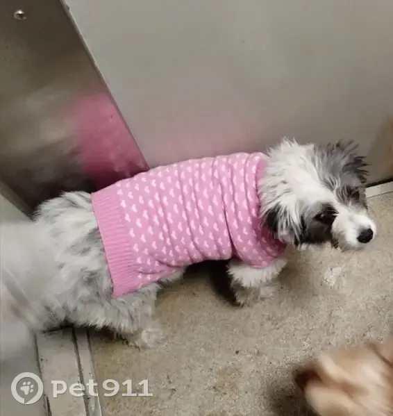 Пропала собака, пр. Вагоностроителей, 59 - photo