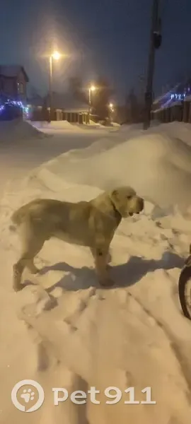 Собака найдена: Хвойная ул, 6, Каменск - photo