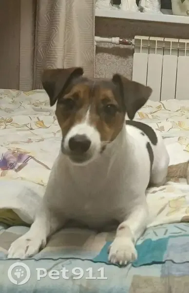 Пропала собака, Карабихское - photo