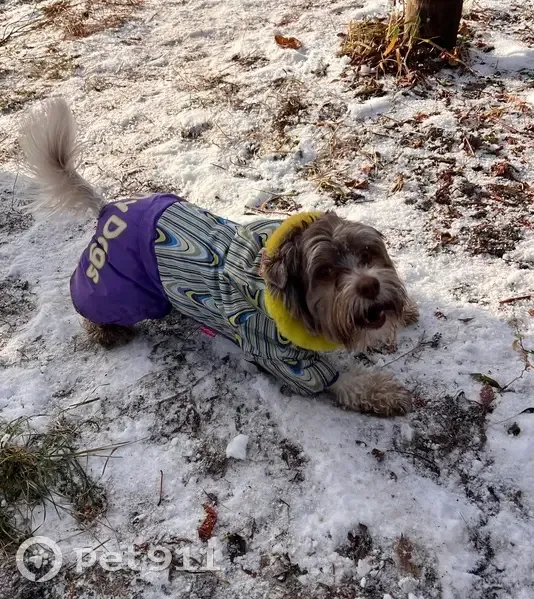 Пропала собака, Кинельская 22, Уфа - photo