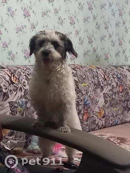 Пропала болонка, ул. Грибоедова 24, Гр. - photo