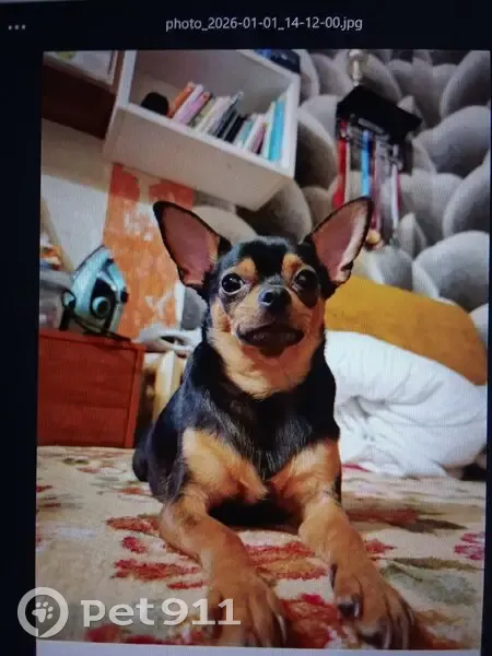 Пропала собака, Самара - photo