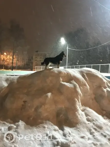Пропала собака, Нижний Новгород - photo