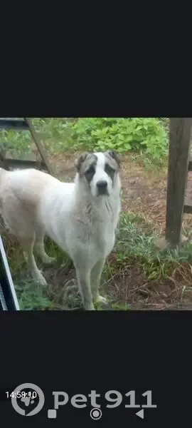 Пропала собака Малыш, 20-я линия Иваново - photo