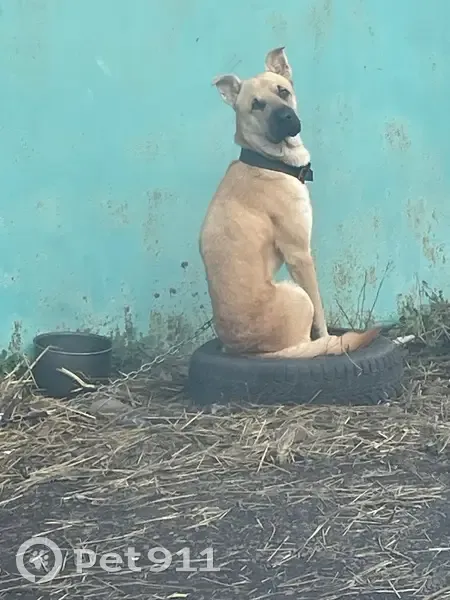 Пропала собака, Копейск, Челябинская обл. - photo