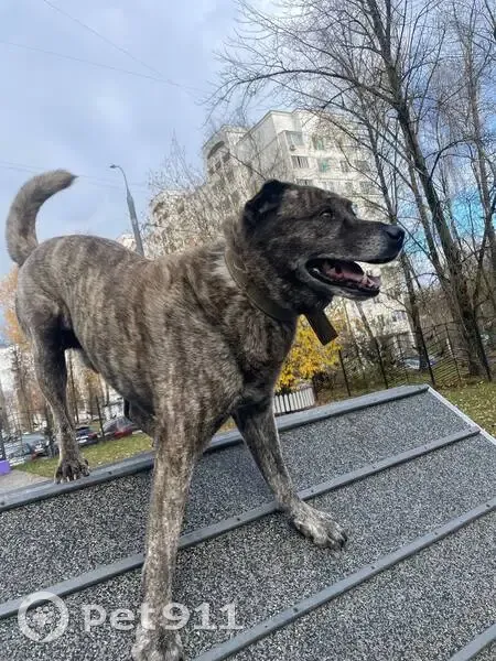 Пропала собака, Зеленоград - photo