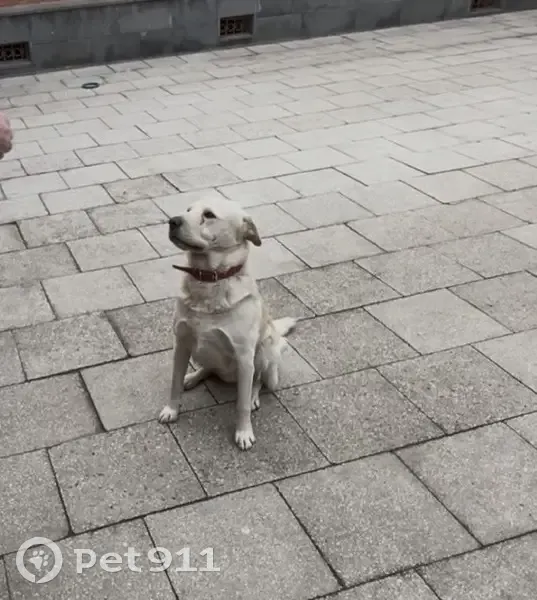 Пропал пёс Снежок, Фарн, Северная Осетия - photo