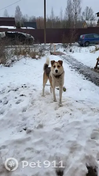 Пропала собака: Киришское поселение - photo