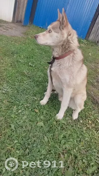 Пропала собака, Чернушка - photo