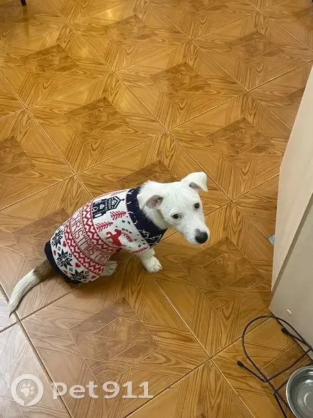 Пропала собака, Москва - photo